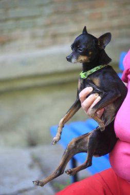 Şirin küçük siyah köpek portresi