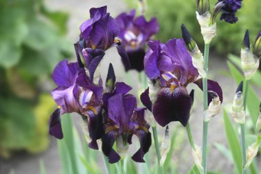 Bahar bahçesinde renkli zambak