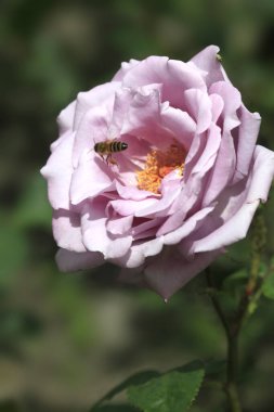 Doğada renkli bir gül