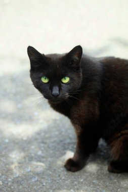 Şirin sokak kedisinin portresi