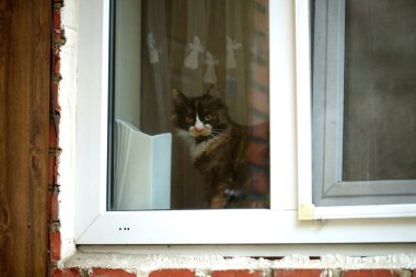 Şirin sokak kedisinin portresi