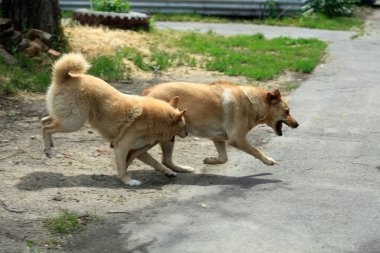 Sevimli bej köpek portresi
