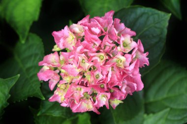 Yaz bahçesinde renkli çiçekler