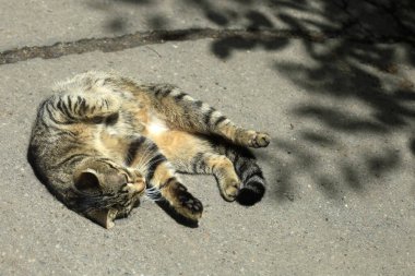 Şirin sokak kedisinin portresi