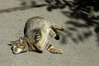 Şirin sokak kedisinin portresi