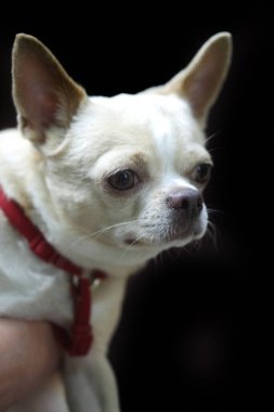 Küçük şirin bir köpeğin portresi.