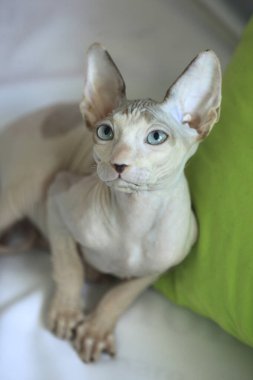 Şirin sfenks kedisinin portresi