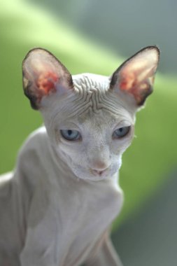 Şirin sfenks kedisinin portresi