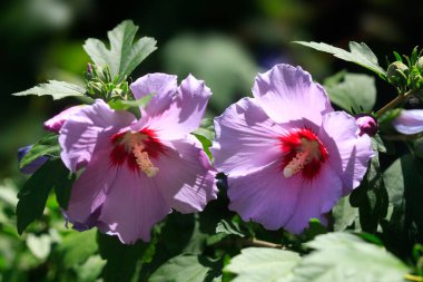 Balkon arka planında renkli bitkiler