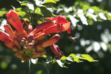 Bees flying over red flowers clipart