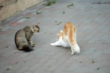 İki sokak kedisi yerde