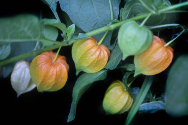 Doğa arka planında turuncu phisalis