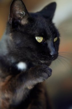 Sevimli siyah kedi portresi