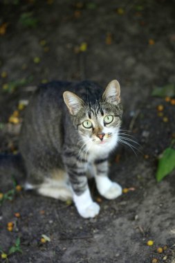 Şirin sokak kedisinin portresi