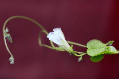 Doğada renkli sonbahar bitkileri