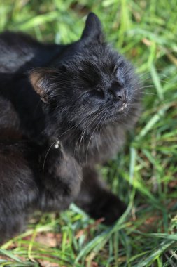 Şirin sokak kedilerinin portresi