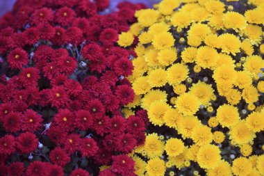 Doğada renkli sonbahar çiçekleri