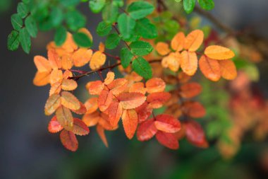 Doğada renkli sonbahar bitkileri