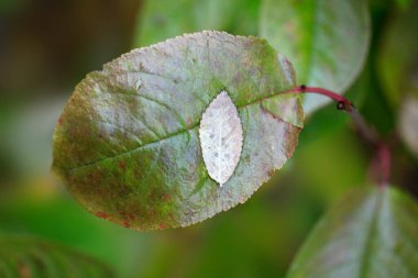 Doğada renkli sonbahar bitkileri