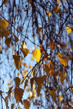 Doğada sarı sonbahar yaprakları