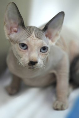 Şirin sfenks kedisinin portresi