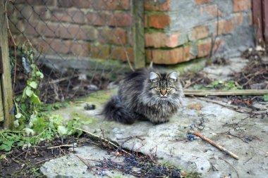 Şirin sokak kedisinin portresi