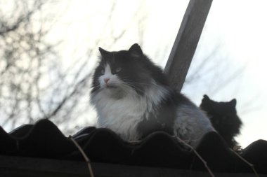 Şirin sokak kedisinin portresi