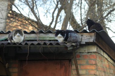 Şirin sokak kedisinin portresi