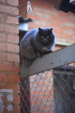 Şirin pofuduk kedi portresi