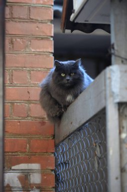 Şirin pofuduk kedi portresi