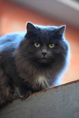 Şirin pofuduk kedi portresi