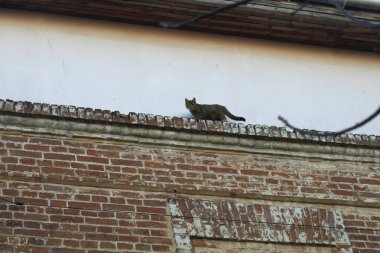 Şirin pofuduk kedi portresi