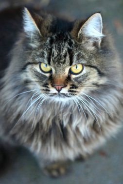 Şirin pofuduk kedi portresi