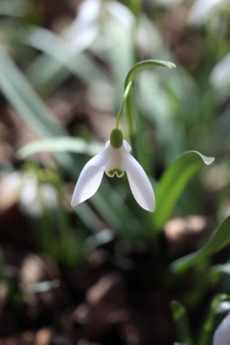 bahar bahçe beyaz kardelen