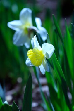 Doğada renkli bahar bitkileri
