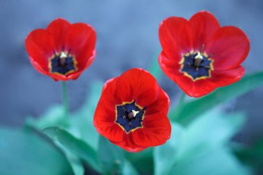 Bahar bahçesinde kırmızı laleler