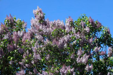 Bahar bahçesinde mor leylak