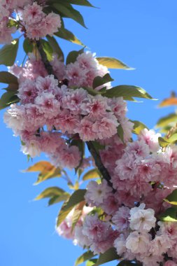 Kiraz ağacının pembe çiçekleri