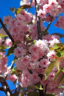 Kiraz ağacının pembe çiçekleri