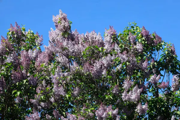 Bahar bahçesinde mor leylak