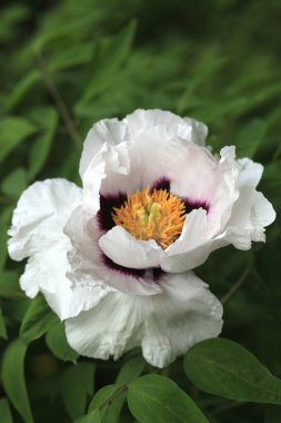 Bahar bahçesinde renkli çiçekler