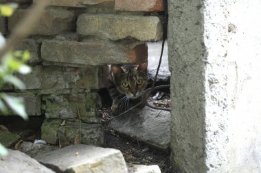 Şirin sokak kedisinin portresi