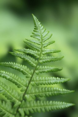 Bahçedeki renkli bahar bitkileri