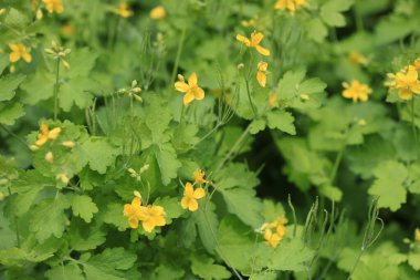 Bahçedeki renkli bahar bitkileri