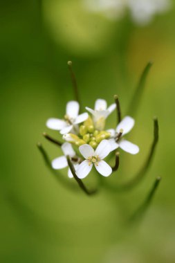Bahçedeki renkli bahar bitkileri