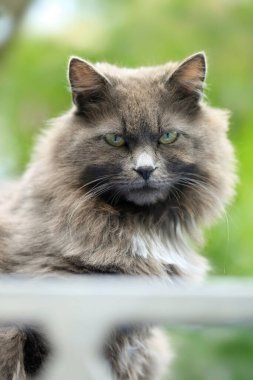 Şirin sokak kedisinin portresi