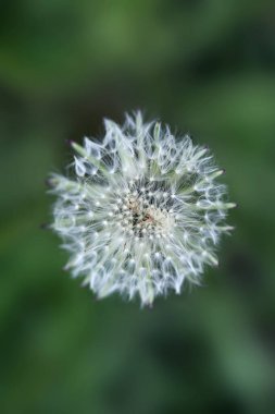 Beyaz tüylü karahindiba doğa arka planında