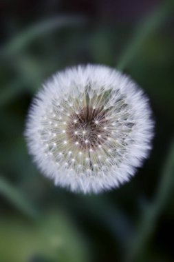 Beyaz tüylü karahindiba doğa arka planında