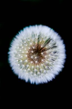 Beyaz tüylü karahindiba doğa arka planında