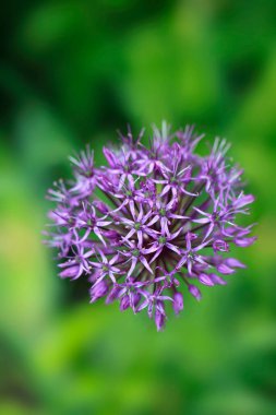 Bahçedeki renkli bahar bitkileri